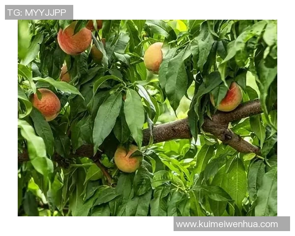 果园之美：探寻四季更迭中的自然奇观与生态之韵